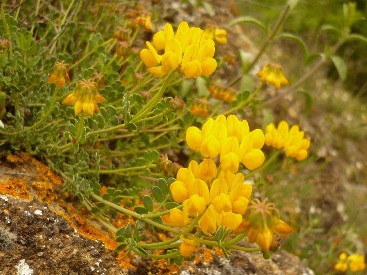 Coronilla minima subsp. minima (Fabaceae)